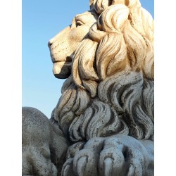 Couple lions Colosseum