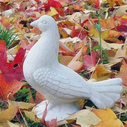 Pigeon