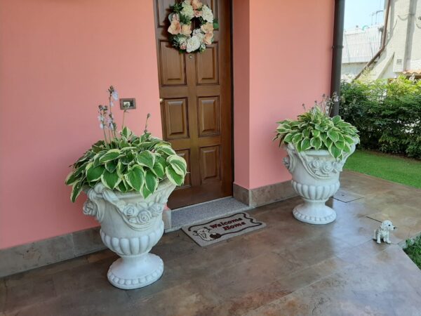 Vaso Rose